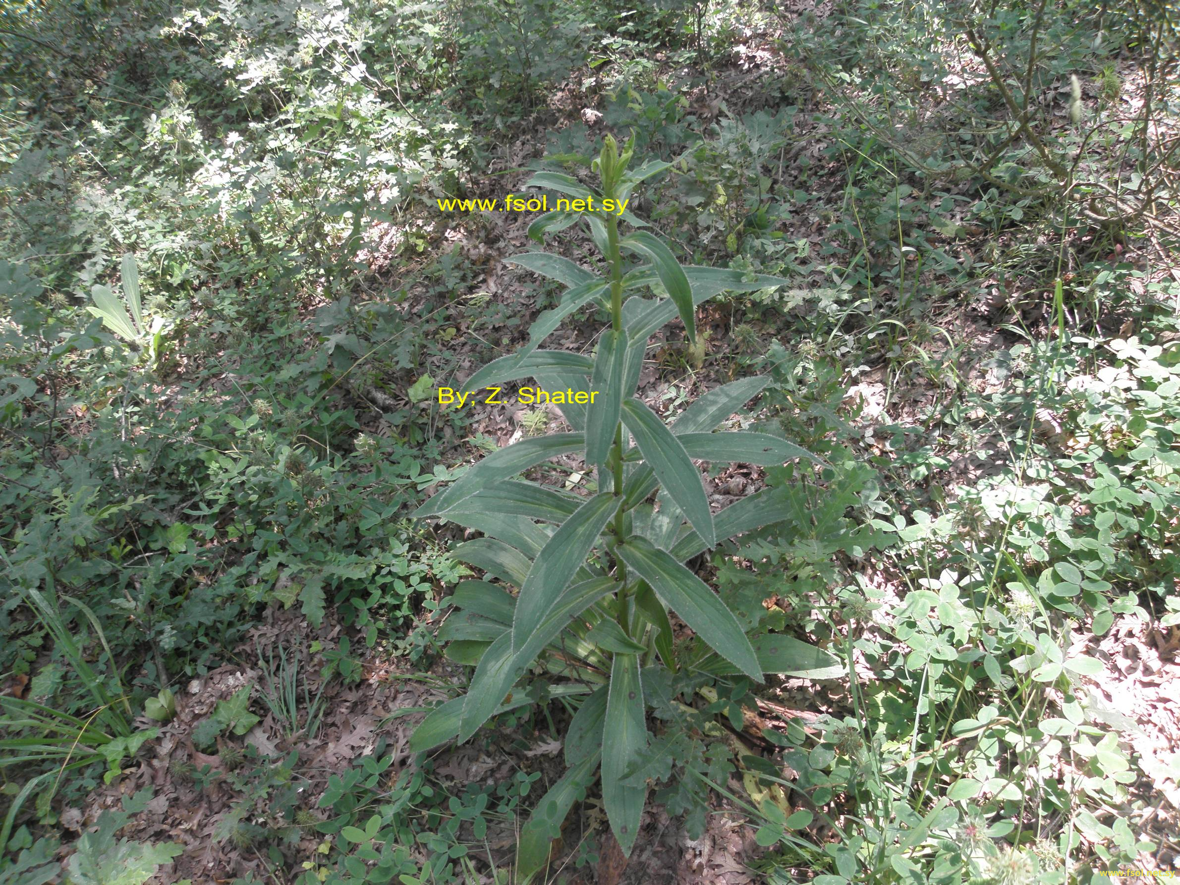 Digitalis ferruginea L.